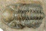 Reedops Trilobite - Atchana, Morocco #311150-1